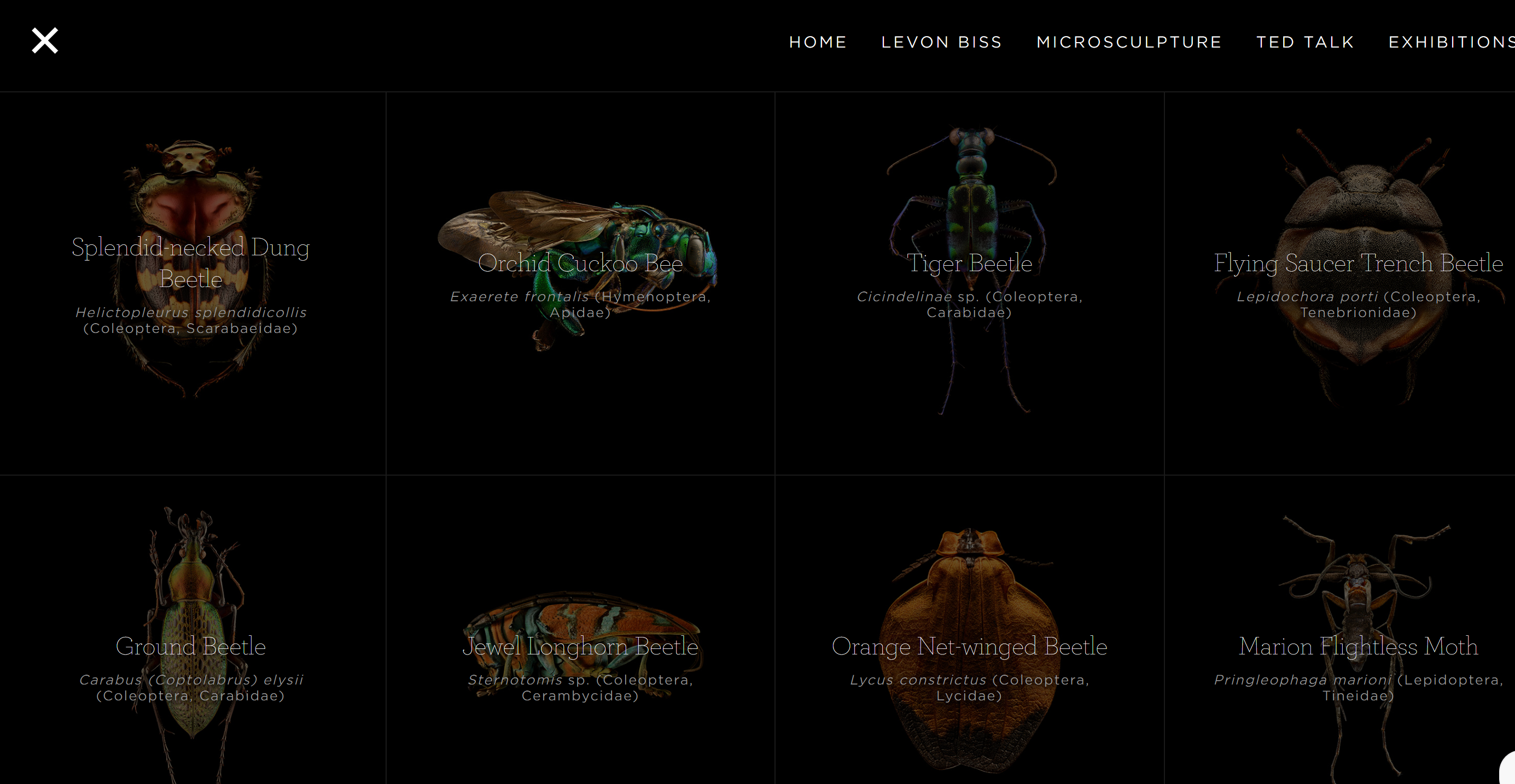 Microsculpture-昆虫肖像 超清昆虫微距摄影图片